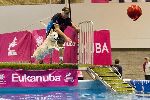 Diving Dog in action. Photo Source: American Kennel Club